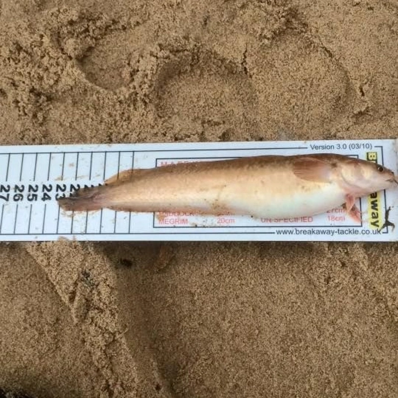 Ian Golds Match Measures
